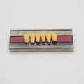 Tablilla de Dientes Vipi Dent Plus Anteriores Inferiores 2N 65