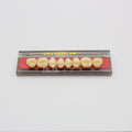 Tablilla de Dientes Vipi Dent Plus Posteriores Superiores 30L 59