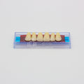 Tablilla de Dientes Ecodent Anteriores Superiores 51 66