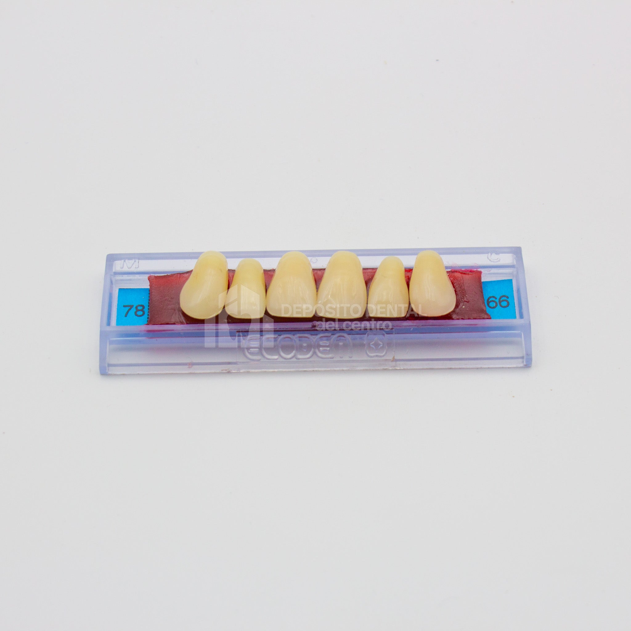 Tablilla de Dientes Ecodent Anteriores Superiores 78 66