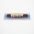 Tablilla de Dientes Ecodent Anteriores Inferiores 15 62