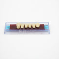 Tablilla de Dientes Ecodent Anteriores Inferiores 19 62