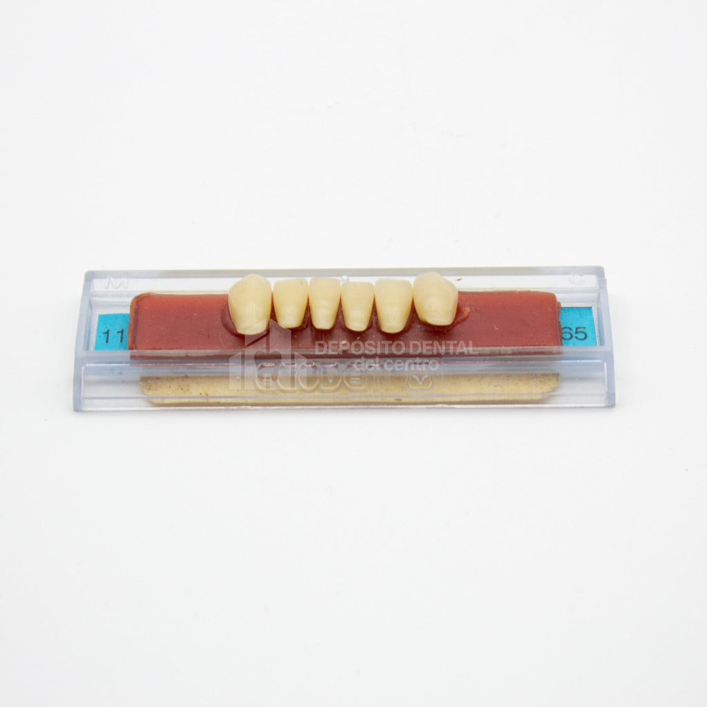 Tablilla de Dientes Ecodent Anteriores Inferiores 11 65