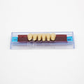 Tablilla de Dientes Ecodent Anteriores Inferiores 12 65
