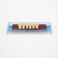 Tablilla de Dientes Ecodent Anteriores Inferiores 15 65