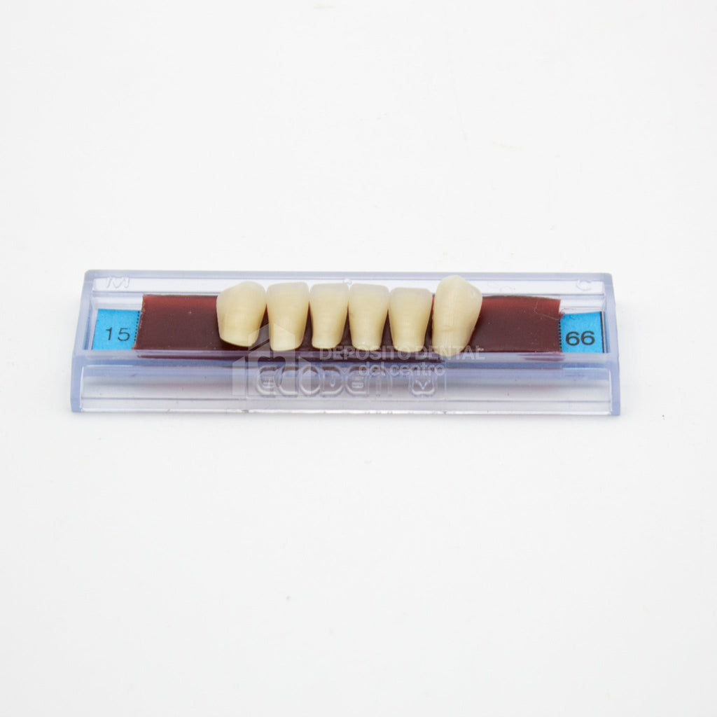 Tablilla de Dientes Ecodent Anteriores Inferiores 15 66