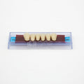 Tablilla de Dientes Ecodent Anteriores Inferiores 19 66