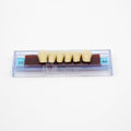 Tablilla de Dientes Ecodent Anteriores Inferiores 20 66