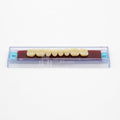 Tablilla de Dientes Ecodent Posteriores Superior 30 62