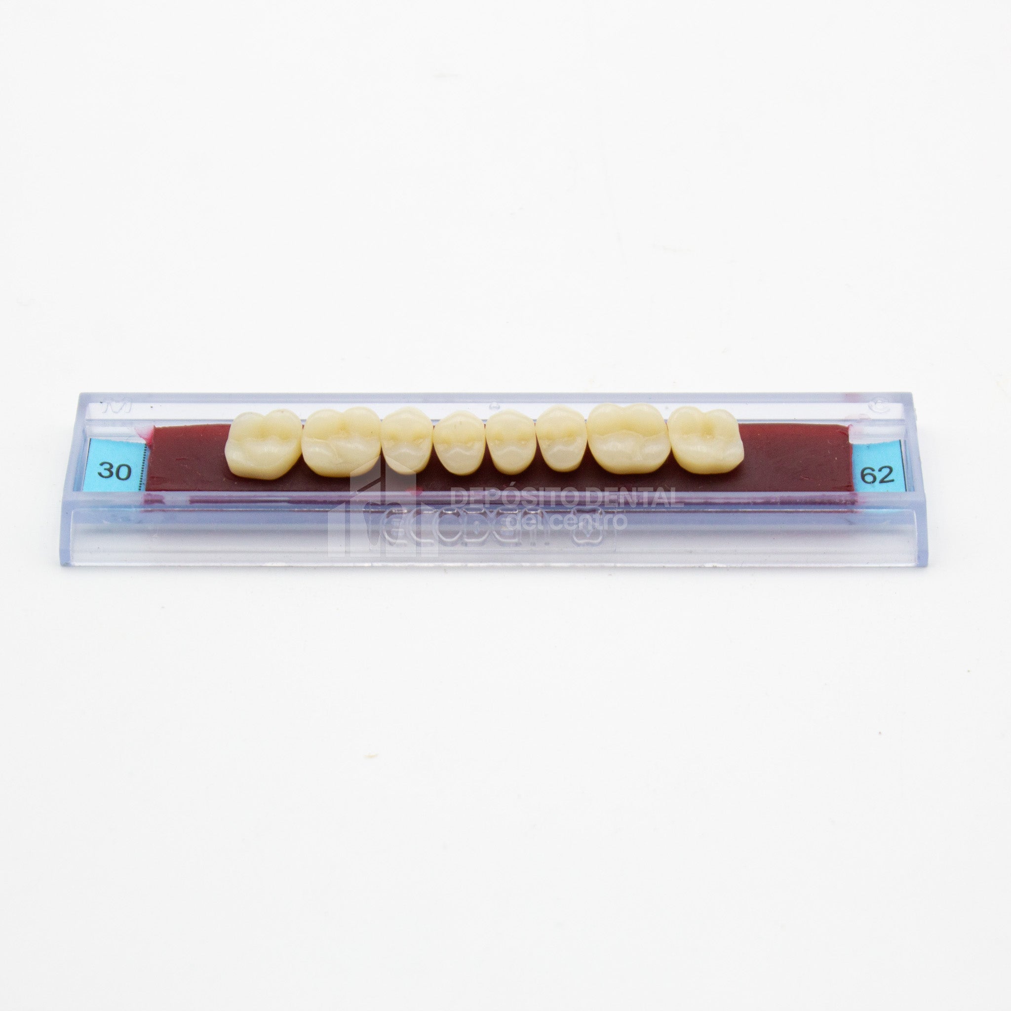 Tablilla de Dientes Ecodent Posteriores Superior 30 62