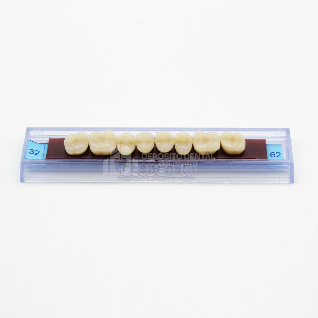 Tablilla de Dientes Ecodent Posteriores Superior 32 62