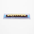 Tablilla de Dientes Ecodent Posteriores Superior 34 62