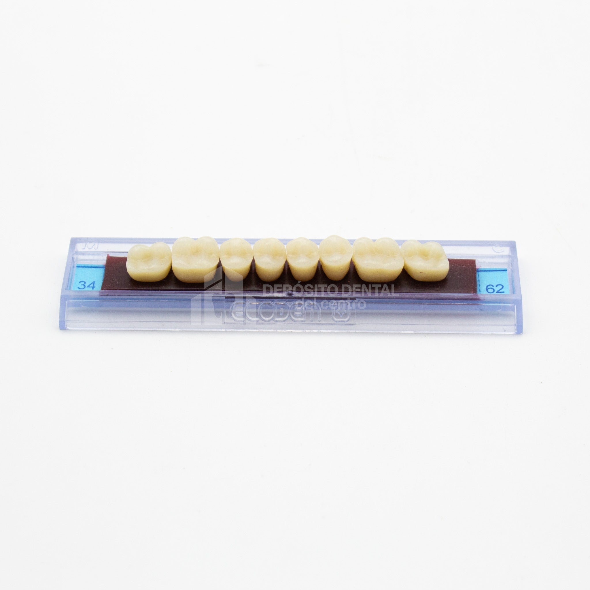 Tablilla de Dientes Ecodent Posteriores Superior 34 62