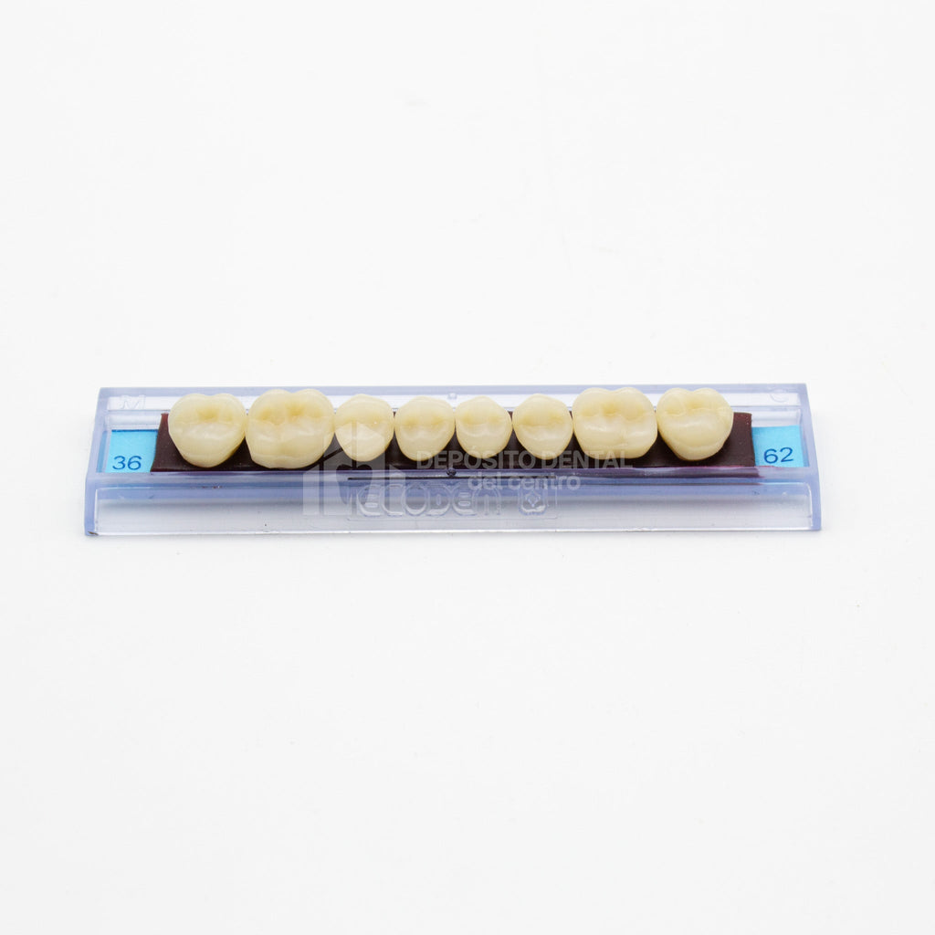 Tablilla de Dientes Ecodent Posteriores Superior 36 62