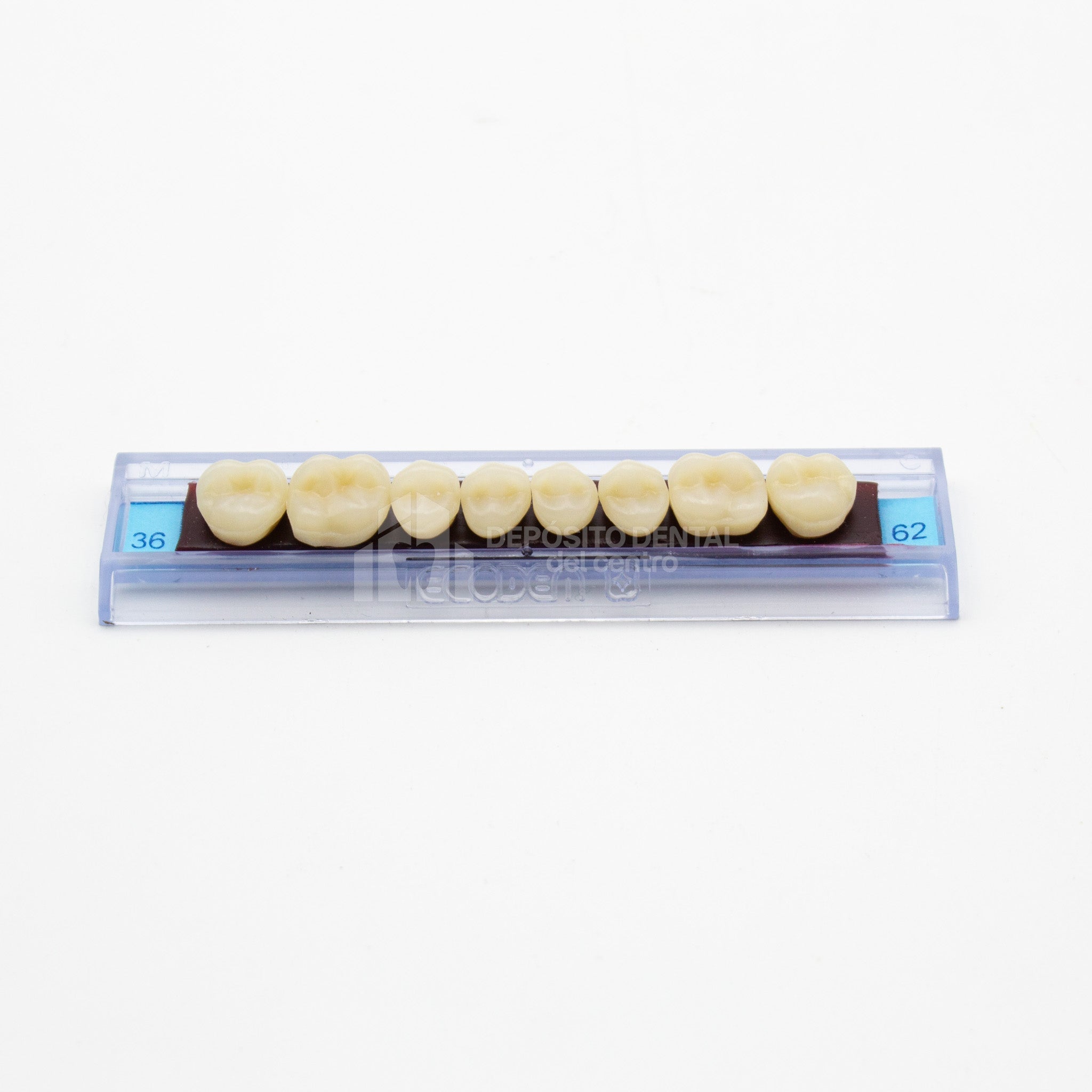 Tablilla de Dientes Ecodent Posteriores Superior 36 62