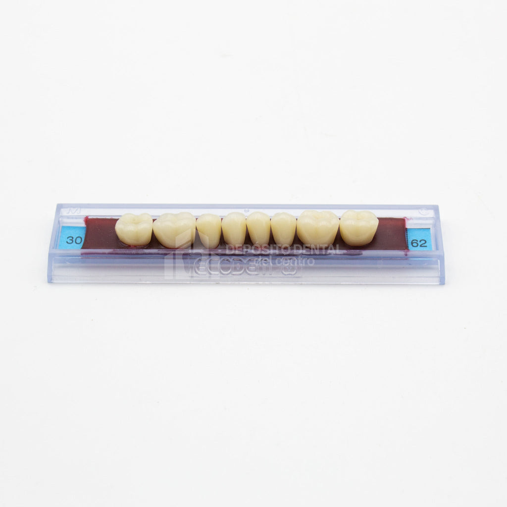 Tablilla de Dientes Ecodent Posteriores Inferiores 30 62