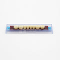Tablilla de Dientes Ecodent Posteriores Inferiores 30 62