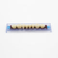 Tablilla de Dientes Ecodent Posteriores Inferiores 32 62