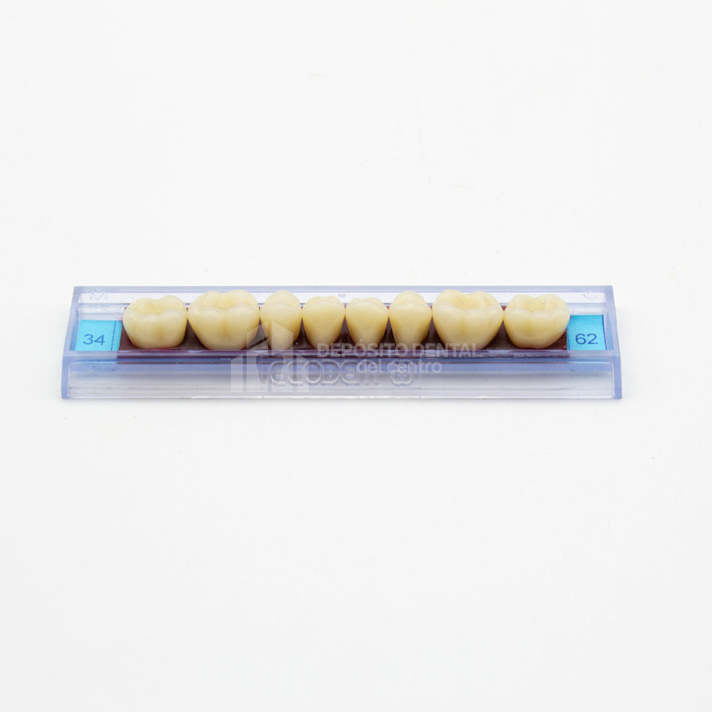 Tablilla de Dientes Ecodent Posteriores Inferiores 34 62