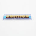 Tablilla de Dientes Ecodent Posteriores Inferiores 34 62