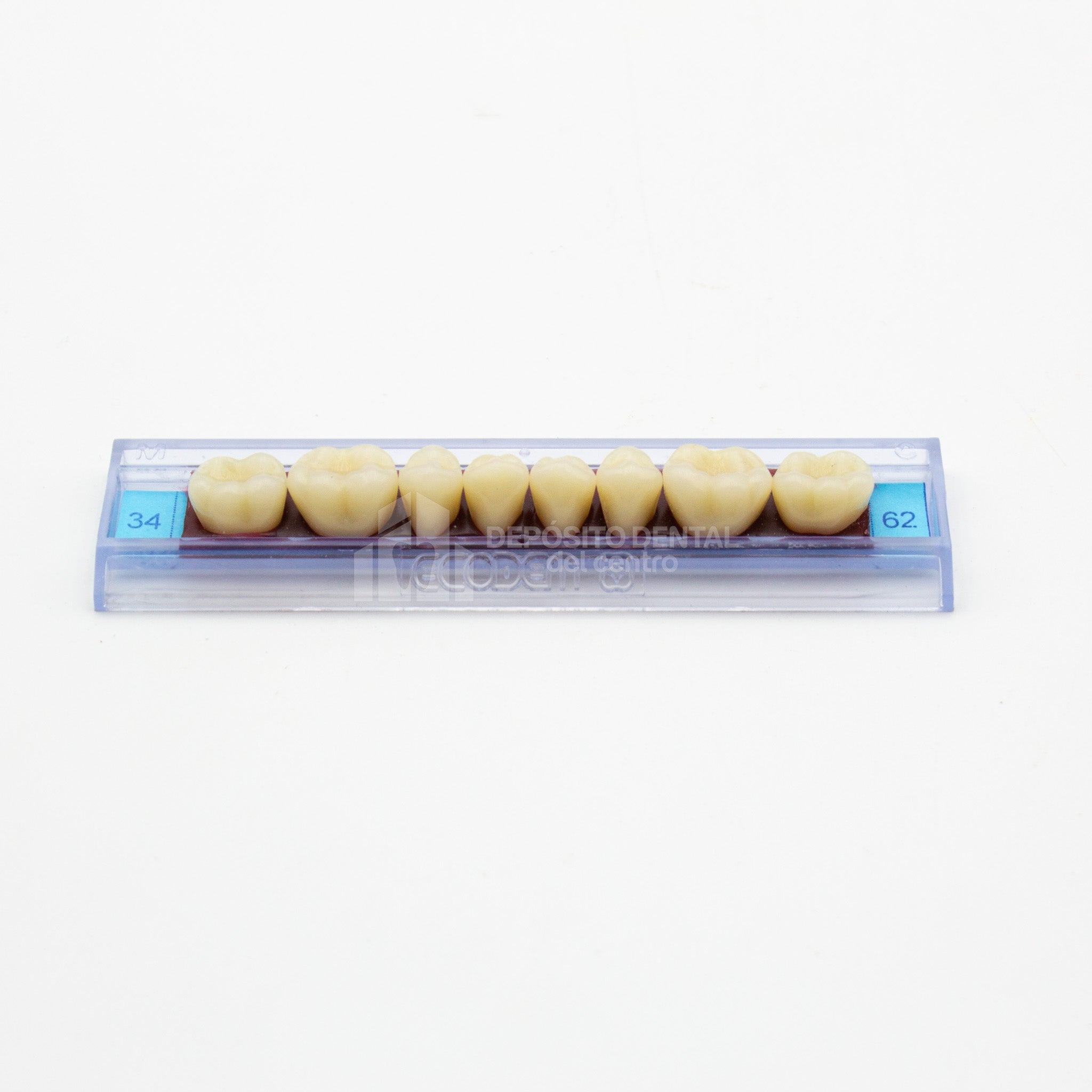 Tablilla de Dientes Ecodent Posteriores Inferiores 34 62