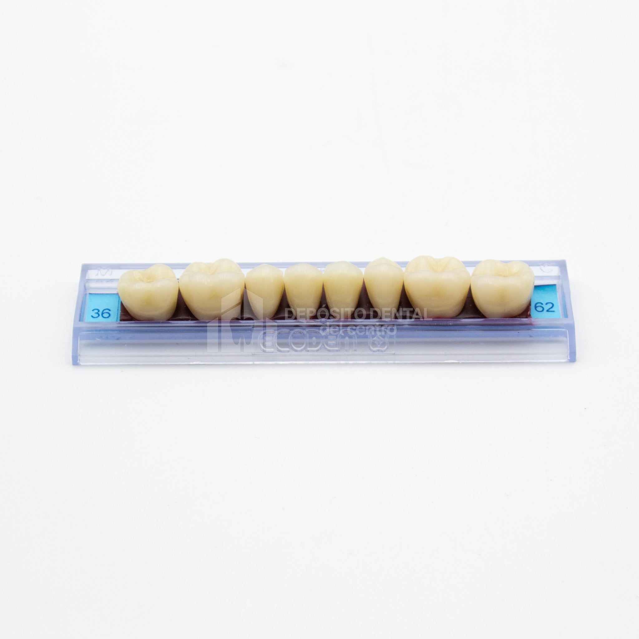 Tablilla de Dientes Ecodent Posteriores Inferiores 36 62