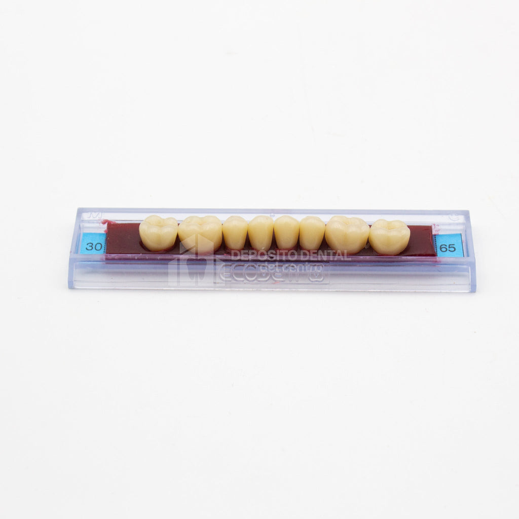 Tablilla de Dientes Ecodent Posteriores Inferiores 30 65