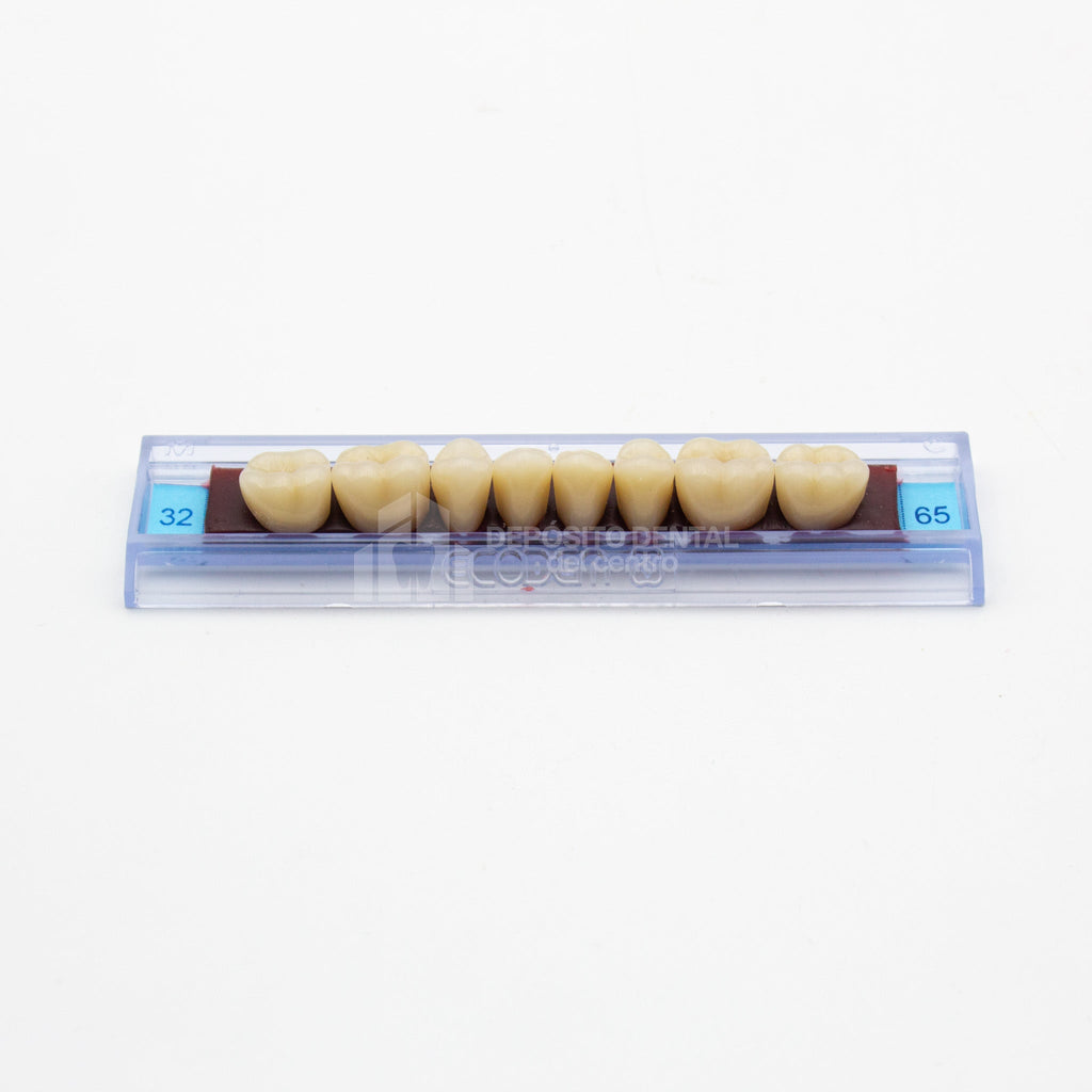 Tablilla de Dientes Ecodent Anteriores Inferiores 32 65