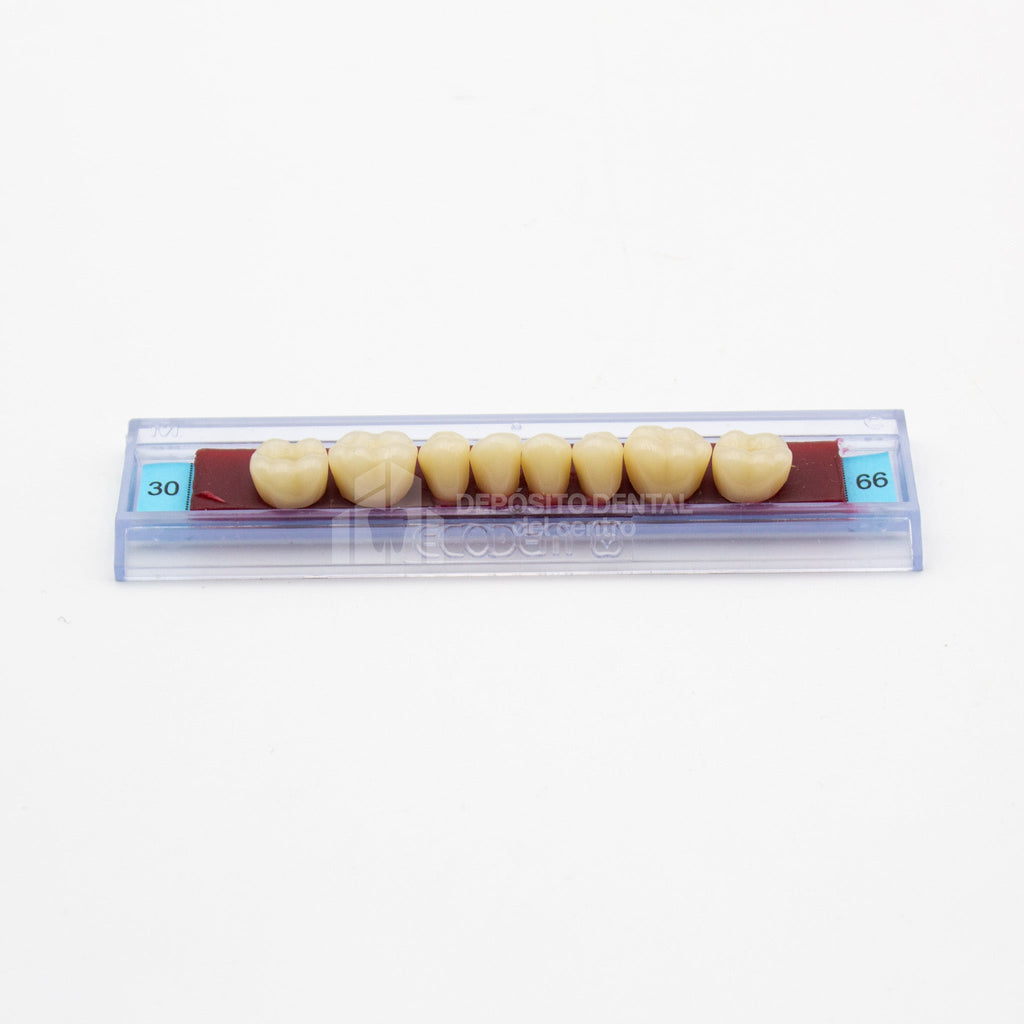 Tablilla de Dientes Ecodent Posteriores Inferiores 30 66