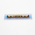 Tablilla de Dientes Ecodent Posteriores Inferiores 32 66