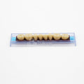 Tablilla de Dientes Ecodent Posteriores Inferiores 34 65