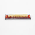 Tablilla de Dientes Acry Rock Posteriores Inferiores A2 D44