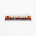 Tablilla de Dientes Acry Rock Posteriores Superiores B1 D45