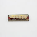 Tablilla de Dientes Pigeon Teeth Anteriores Superiores C4 A3.5