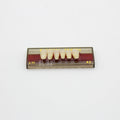 Tablilla de Dientes Pigeon Teeth Inferiores Anteriores L11 A2