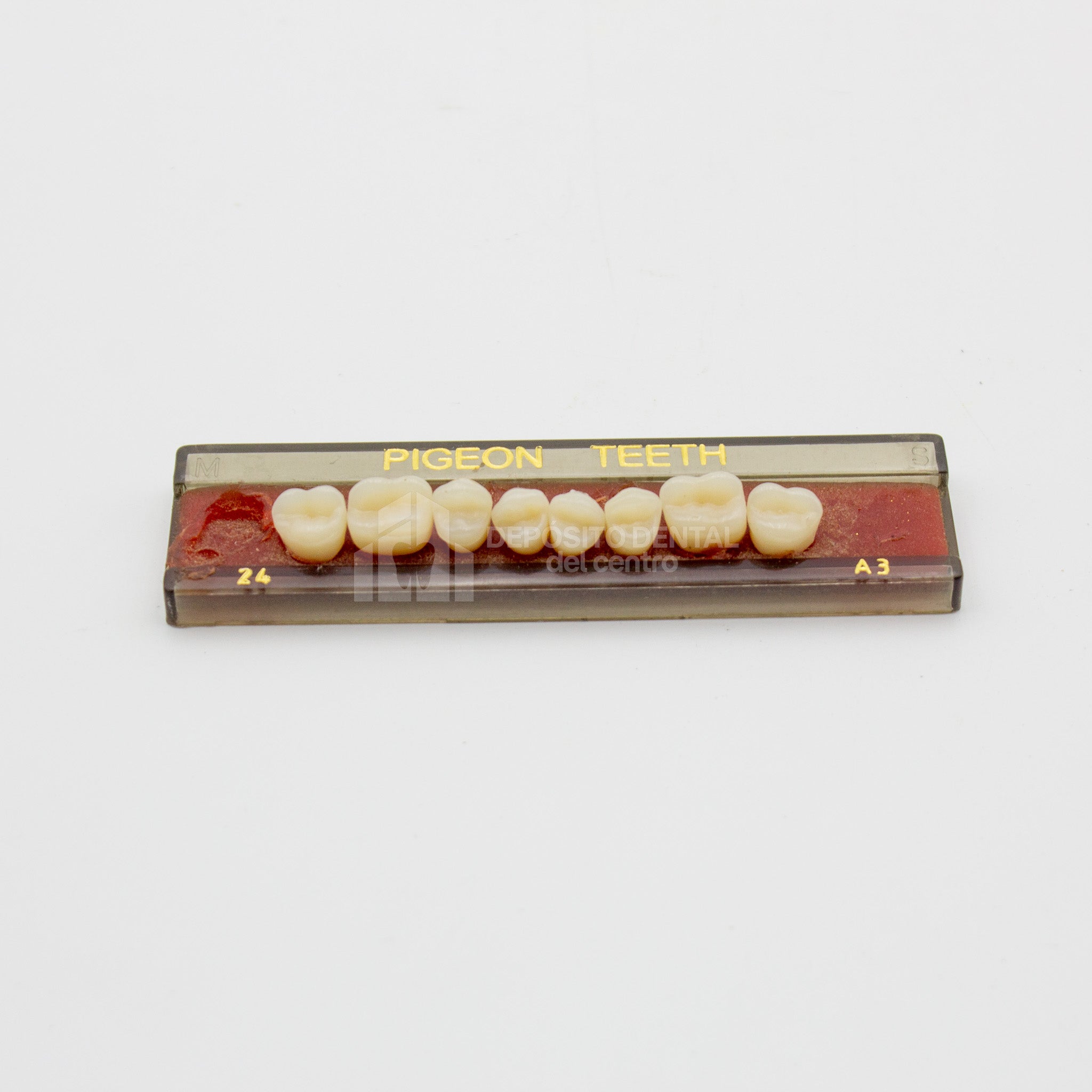 Tablilla de Dientes Pigeon Teeth Posteriores Superiores 24 A3
