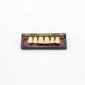 Tablilla de Dientes newtek Anteriores Superiores A24 65