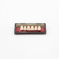 Tablilla de Dientes newtek Anteriores Superiores A23 66