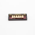 Tablilla de Dientes newtek Anteriores Superiores A23 65