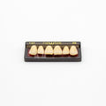 Tablilla de Dientes newtek Anteriores Superiores 137 66