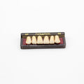 Tablilla de Dientes newtek Anteriores Superiores 2P 66