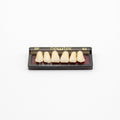 Tablilla de Dientes newtek Anteriores Superiores 2P 62