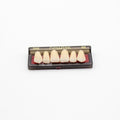 Tablilla de Dientes newtek Anteriores Superiores 266 66