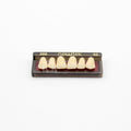 Tablilla de Dientes newtek Anteriores Superiores 266 62