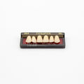 Tablilla de Dientes newtek Anteriores Superiores 264 66