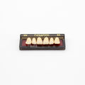 Tablilla de Dientes newtek Anteriores Superiores 3N 62