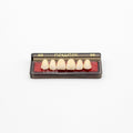 Tablilla de Dientes newtek Anteriores Superiores 3D 66