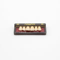 Tablilla de Dientes newtek Anteriores Superiores 3D 65