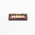 Tablilla de Dientes newtek Anteriores Superiores 3D 62