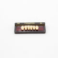 Tablilla de Dientes newtek Anteriores Inferiores 3D 62